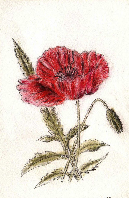 Flors-amapola 1