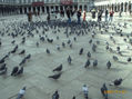 PALOMAS EN VENECIA