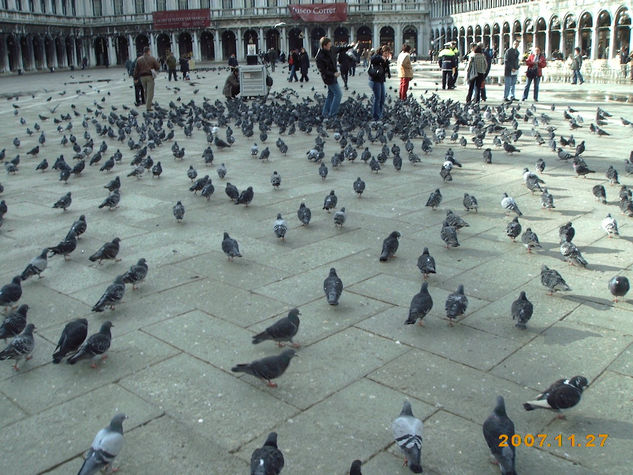 PALOMAS EN VENECIA 