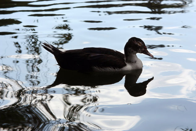 reflejo 