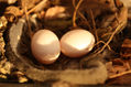 eggs