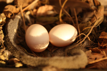 Eggs