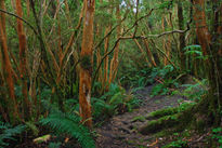 Bosque de Arrayanes