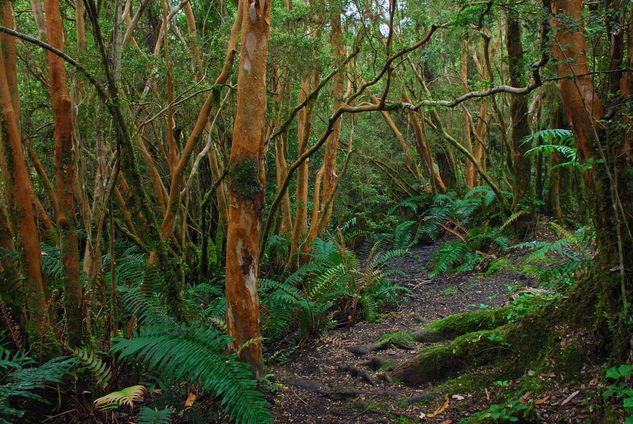 Bosque de Arrayanes 