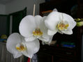 Orquidea