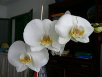 Orquidea