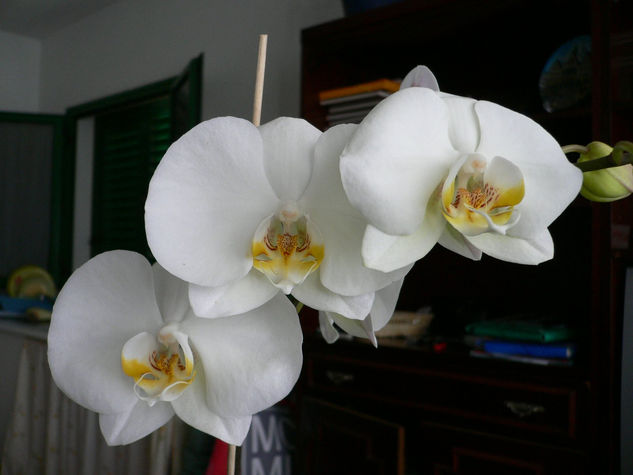 Orquidea 