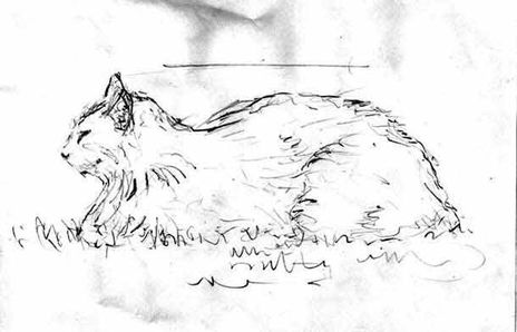 Gato