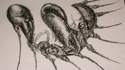 Halcón Negro.