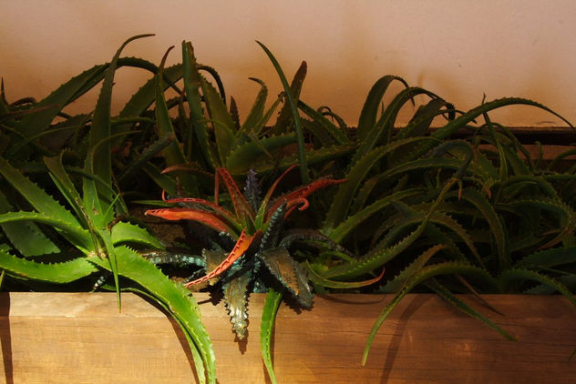detalle aloe vera