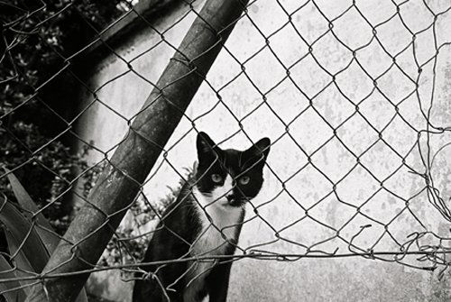 sin titulo Fotoperiodismo y documental Blanco y Negro (Química)