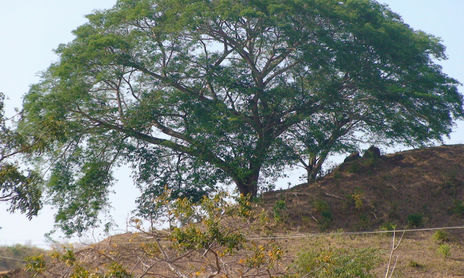 árbol.