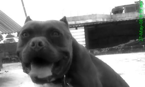 animales