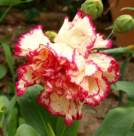 Clavel
