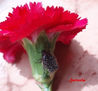 Clavel y Escarabajo