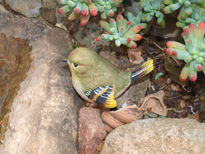 Pajarito de piedra