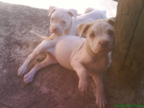 Ternura canina