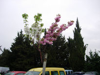 Arbol con dos colores