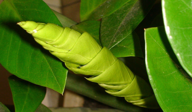 verde2