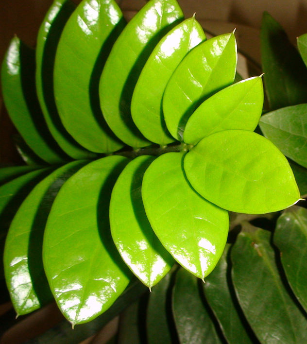 hojas del verde2.