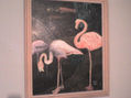 FLAMENCOS