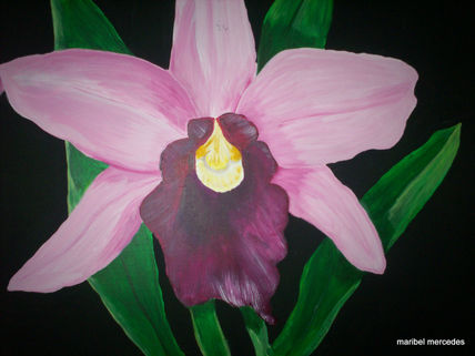Orquidea solitaria