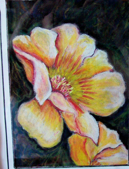 Amapola silvestre...