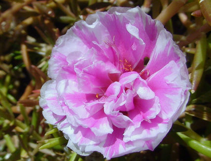 Transparente flor.