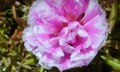 flores.