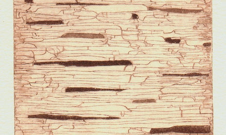 Corium