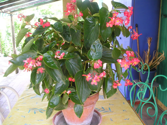 la begonia