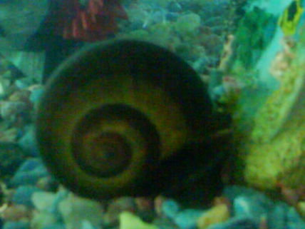 Mi CaraKol