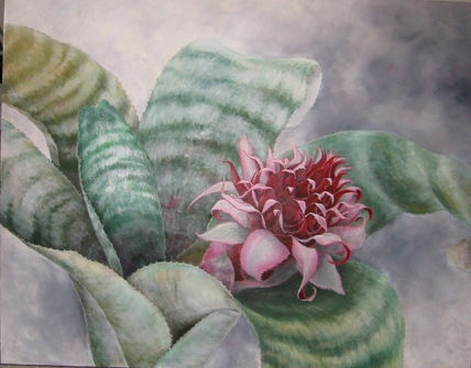 Aechmea Faciata