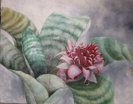 Aechmea Faciata