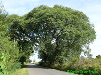 Añoso arbol 2