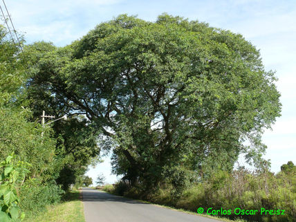 Añoso arbol 2