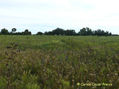 CAMPO CON ESCOBILLAS