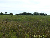 Campo con escobillas