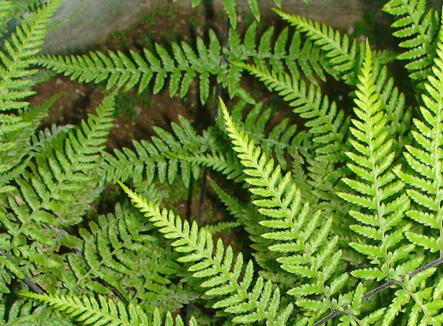 verde de sombra,