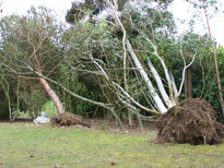 Arboles desrazinados