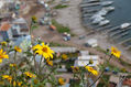 FLOR