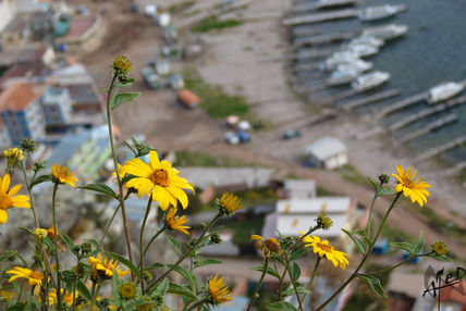 Flor