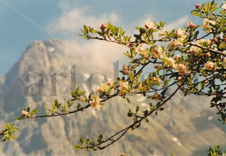 "Primavera II"