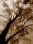 otoño