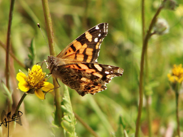 MARIPOSA 