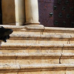 soy un animal thumbnail 2