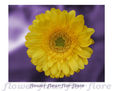 Flor 23