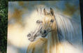 CABALLOS ARABES