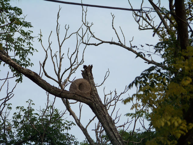 MIRANDO LA NATURALEZA 