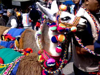 Llamas en Perú